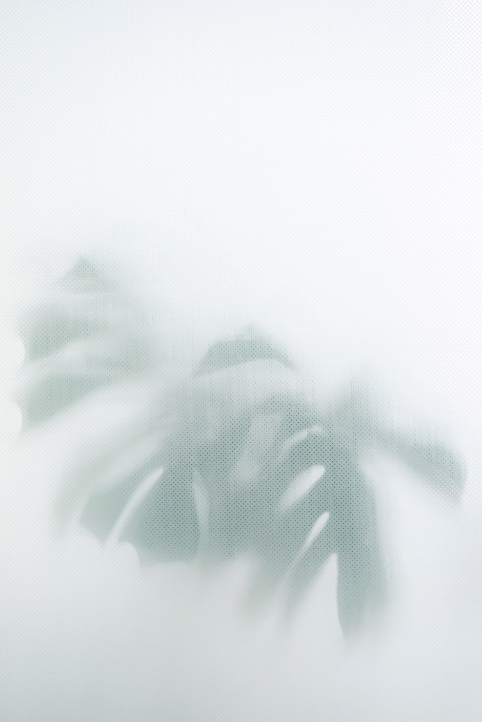 Растения за матовым стеклом