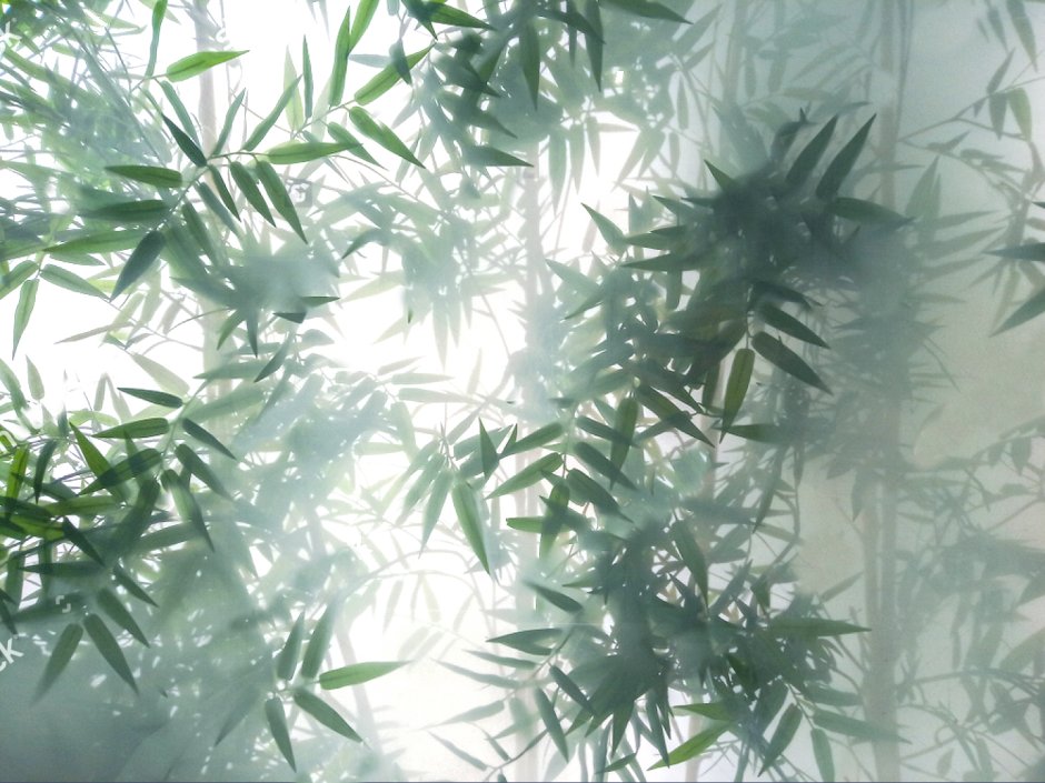 Листья за матовым стеклом