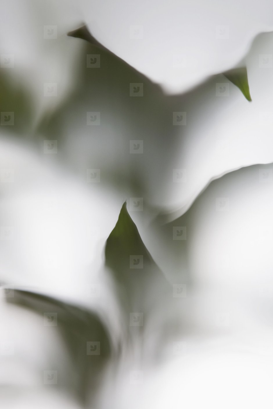 Растения за стеклом с подсветкой