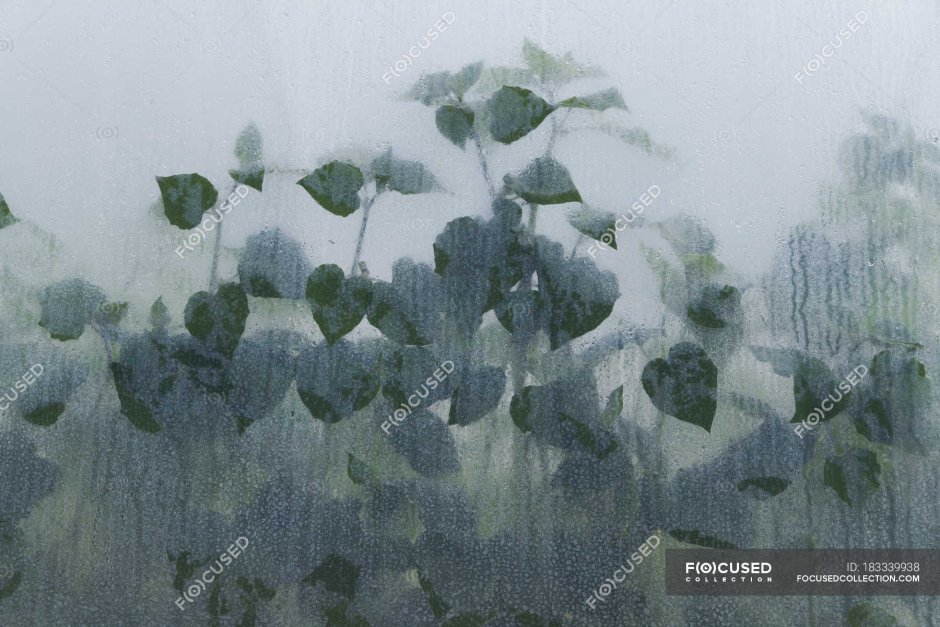 Растения в тумане за стеклом