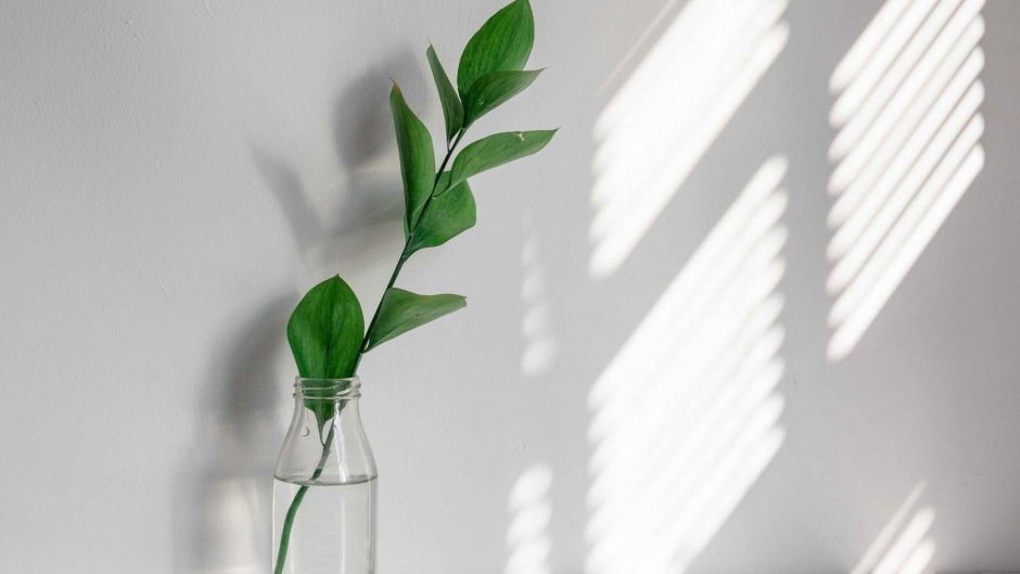 Стеклянная перегородка с растениями