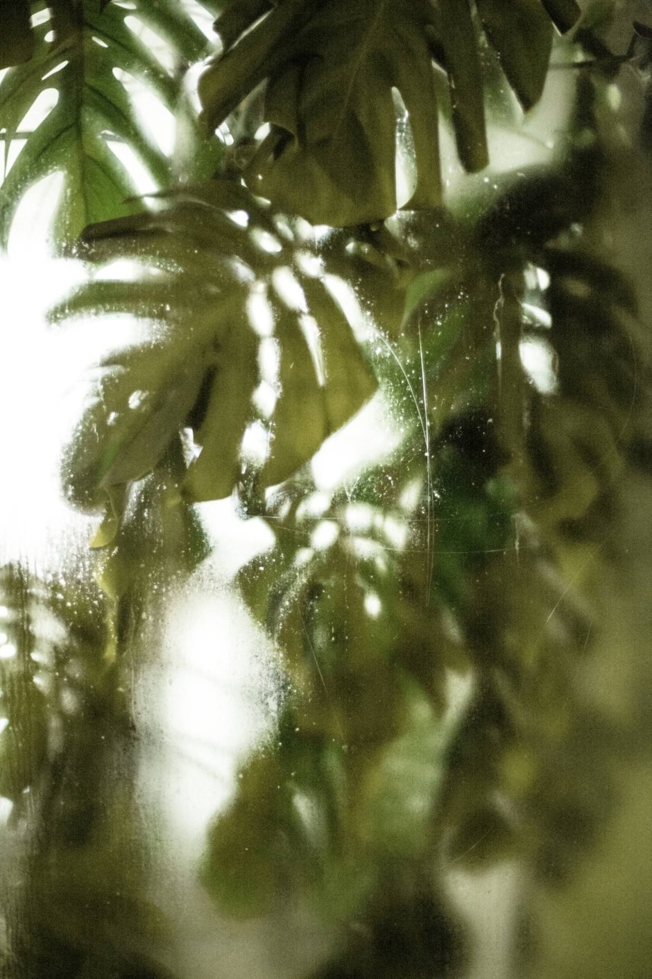 Листья за стеклом