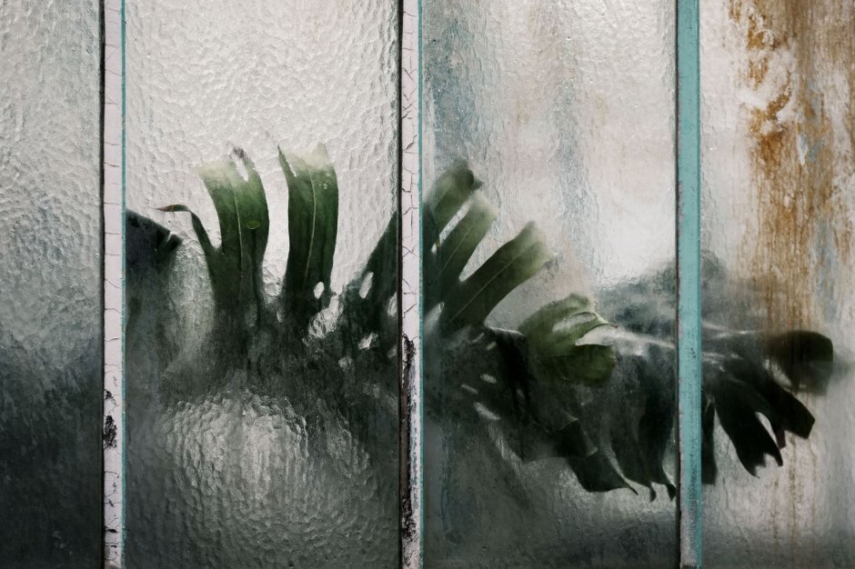 Имитация растений за матовым стеклом