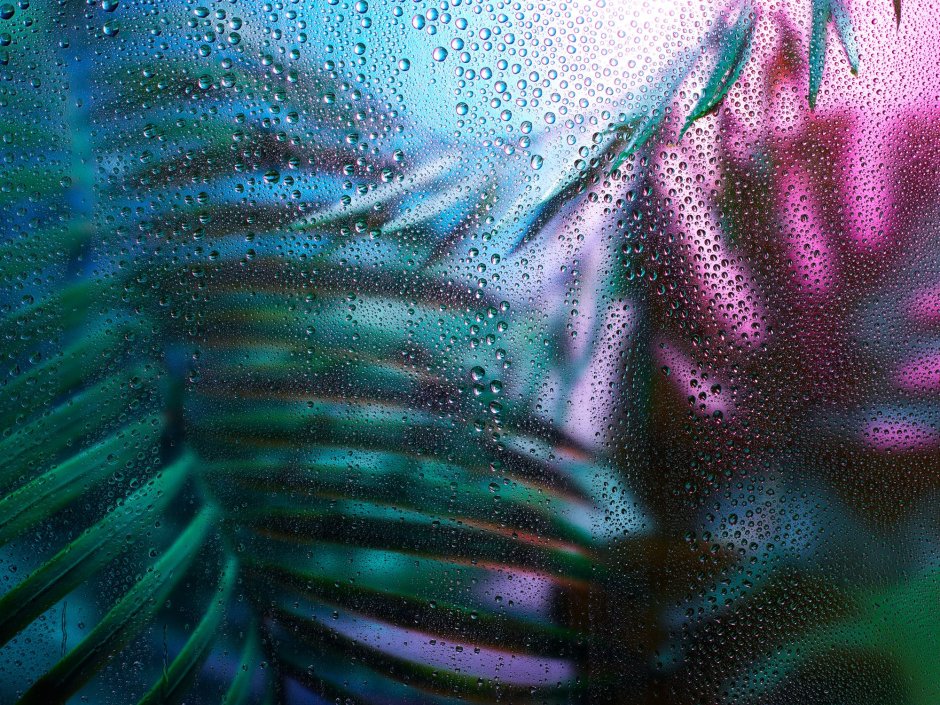 Растения за матовым стеклом