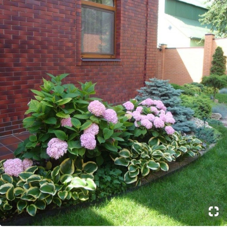 Гортензия крупнолистная в миксбордере