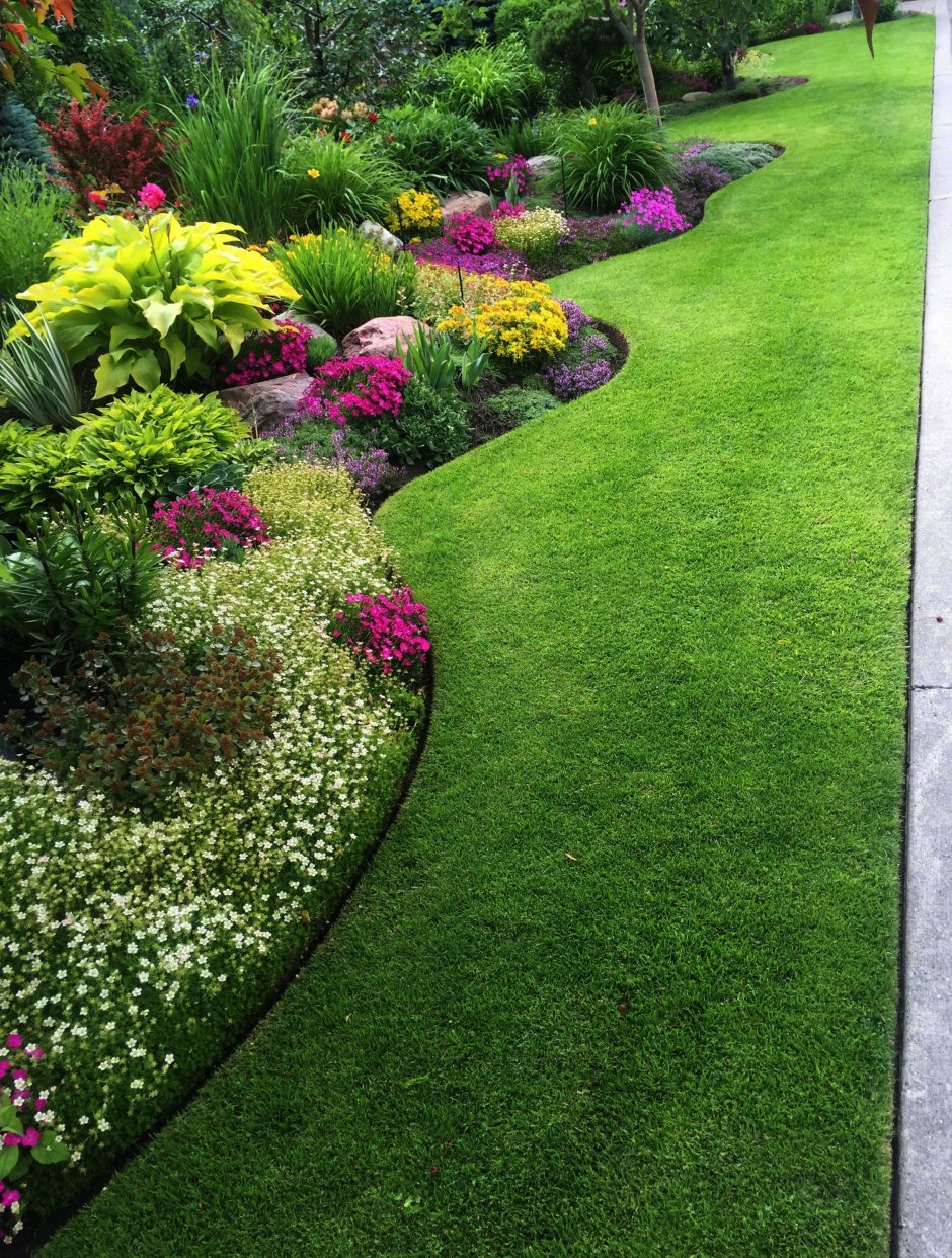 Рабатка Тунберга