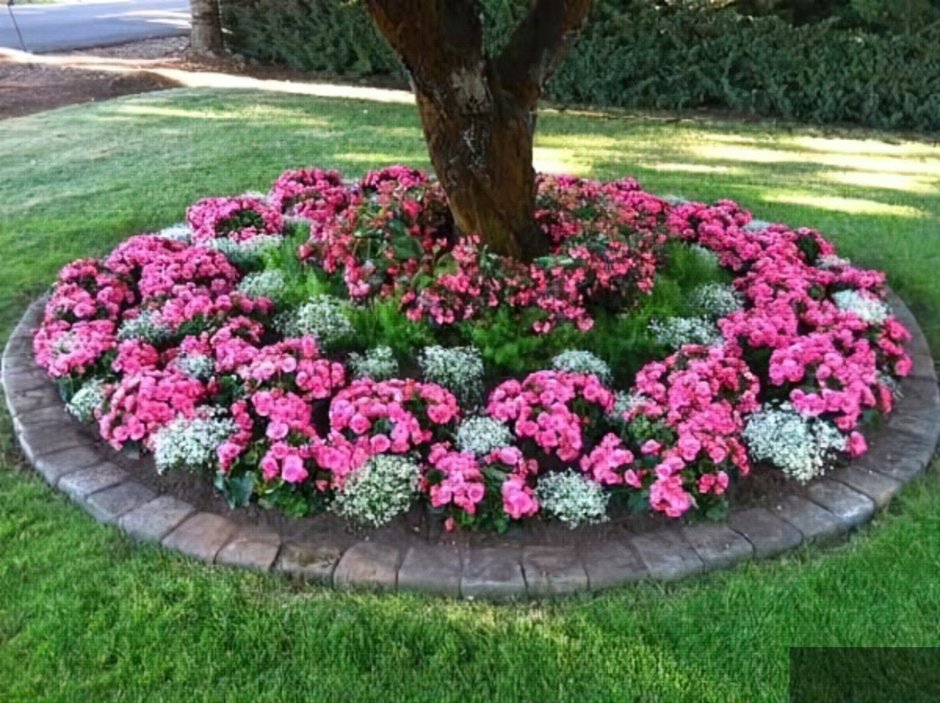 Приствольный круг яблони портулак