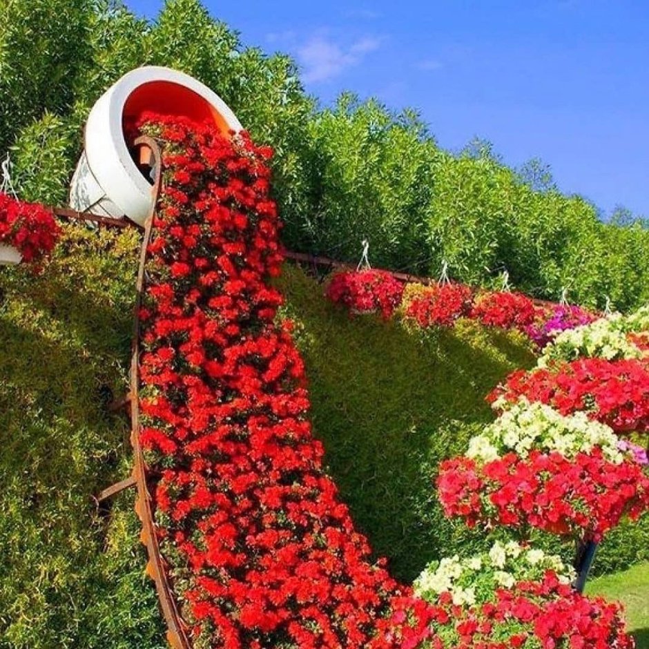 Цветы для клумбы