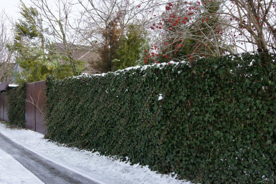 Плющ садовый вечнозеленый