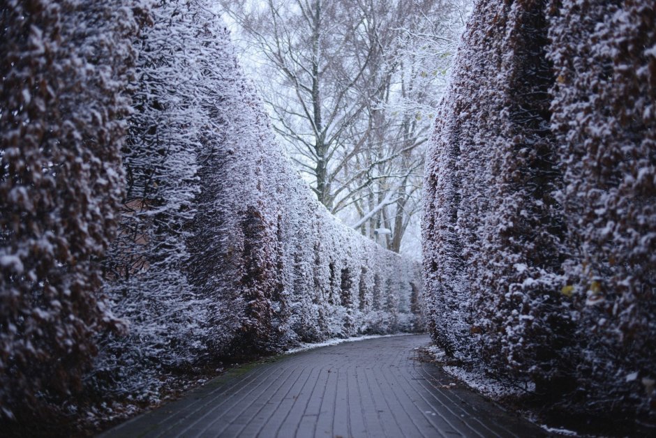 Изгородь зимой