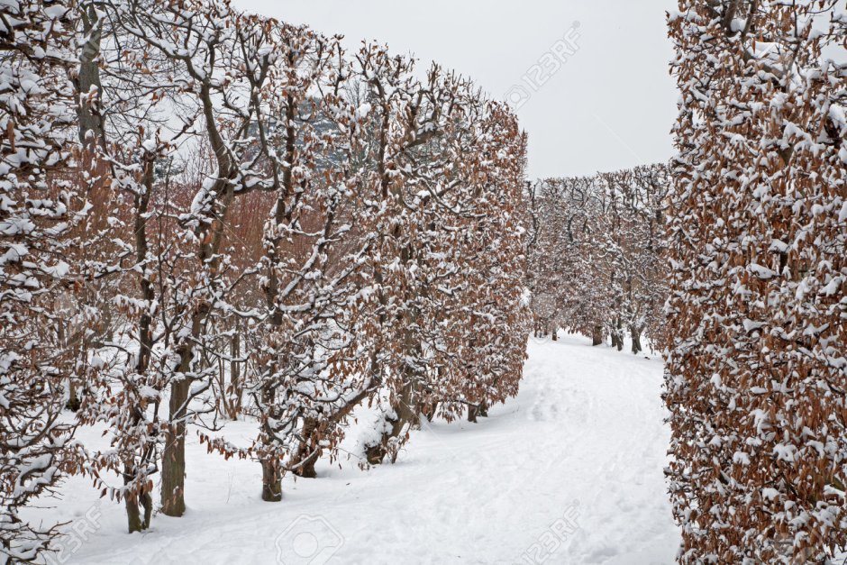 Живая изгородь зимой