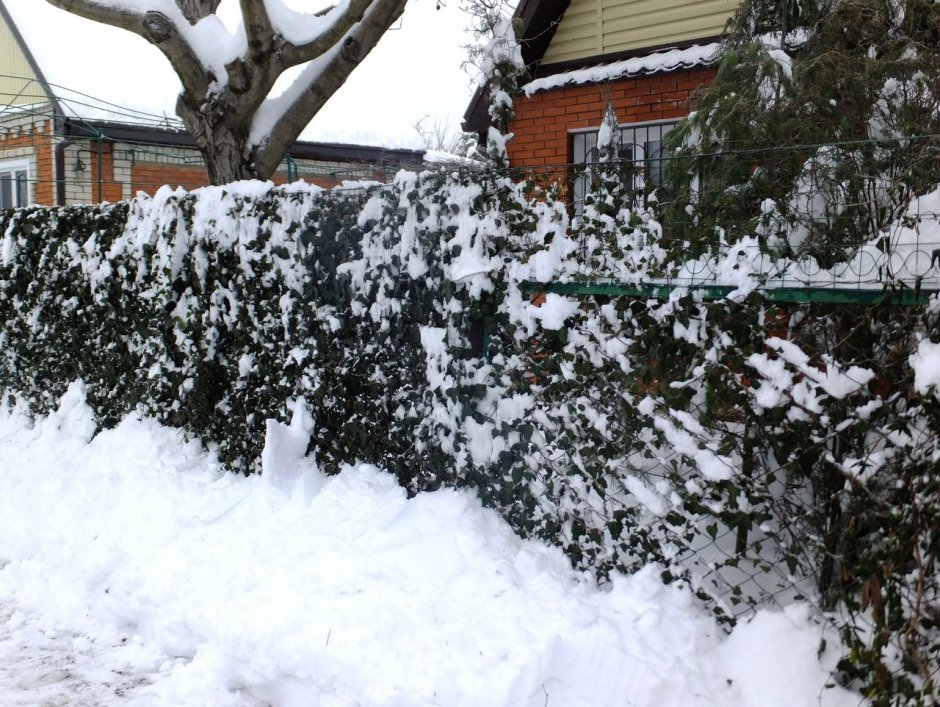 Живая изгородь плющ зимой