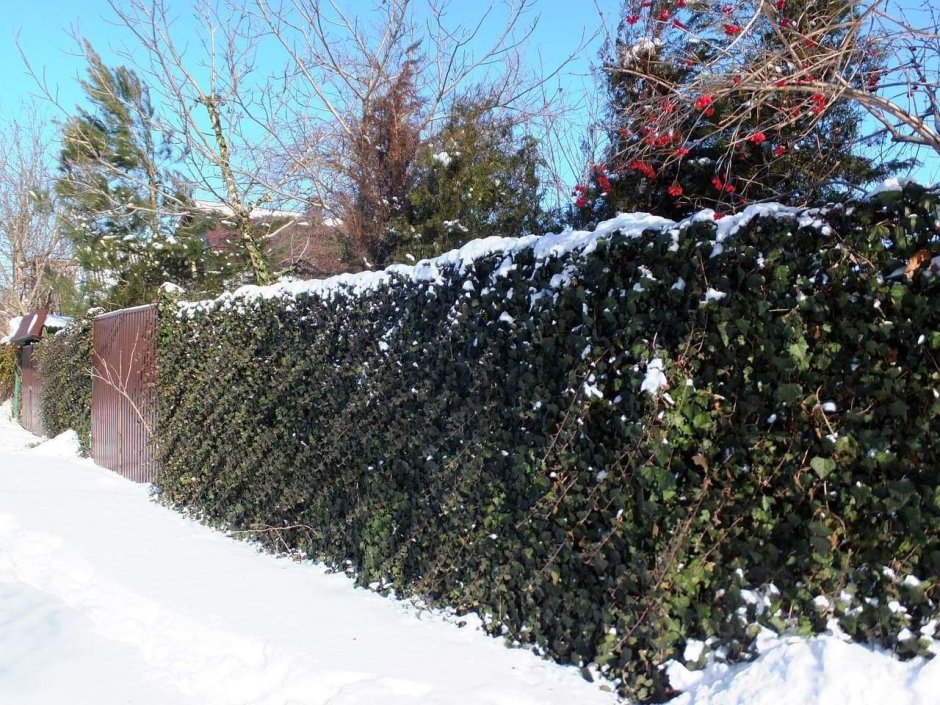 Плющ(Hedera Helix) Живая изгородь