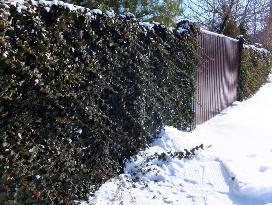 Живая изгородь девичий виноград зимой