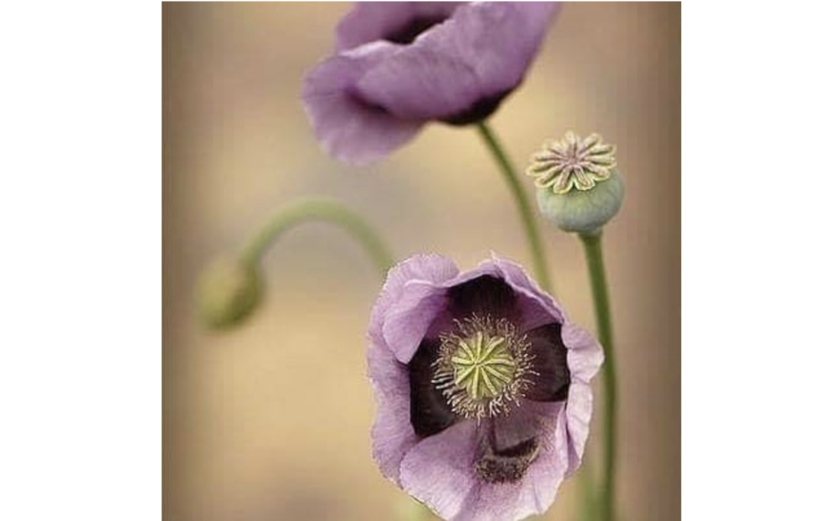 Оливковый и лавандовый цвет