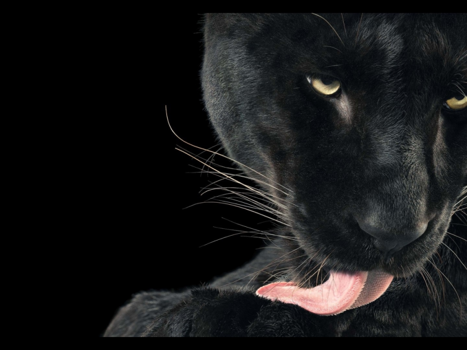 Черная пантера на черном фоне