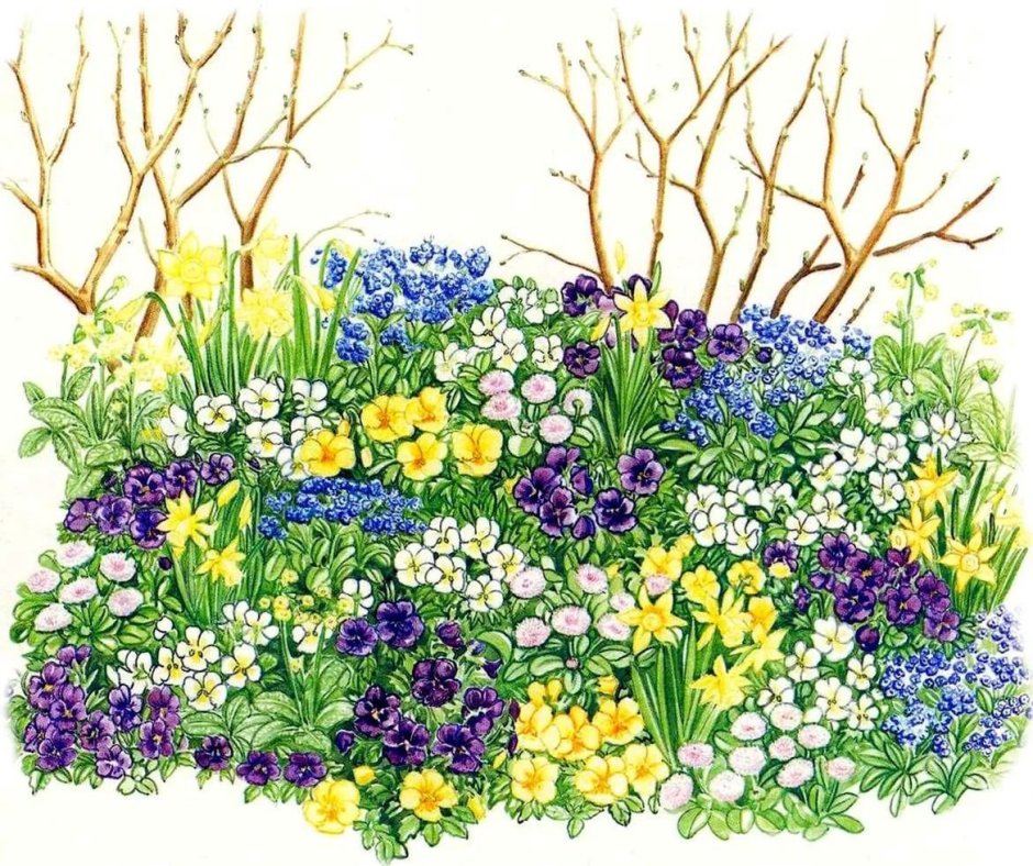 Цветник рисунок