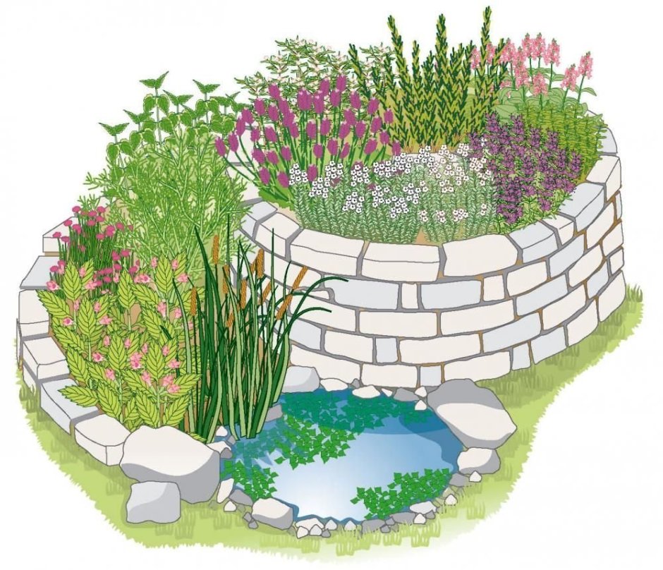 Дендроплан рокария