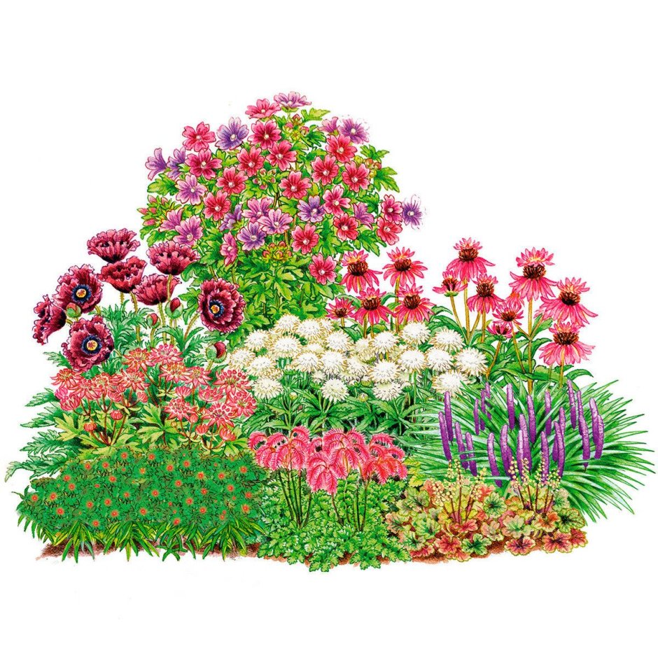 Рисунок клумбы с пионами