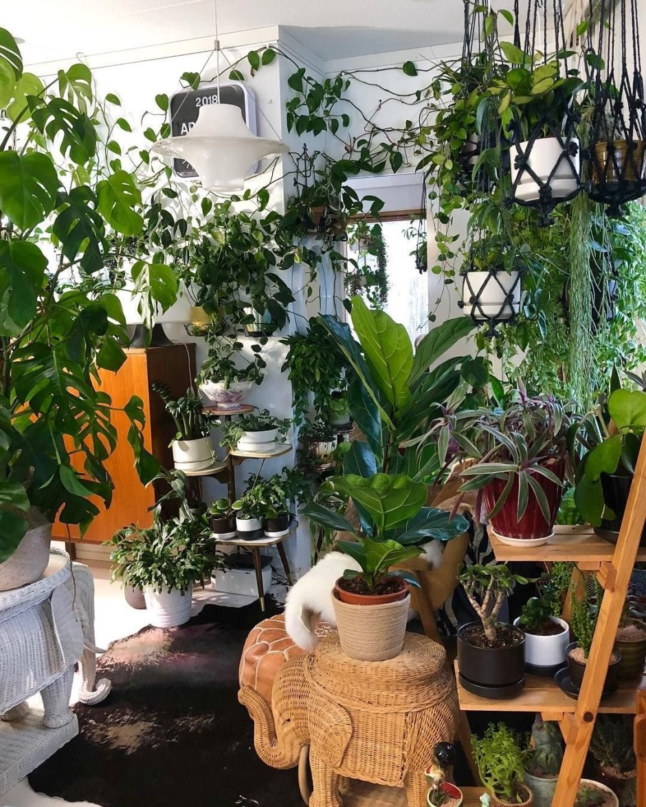 Оранжерея комнатных растений