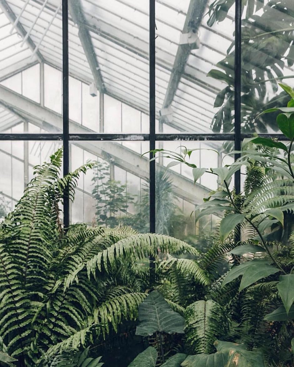 Растения Эстетика