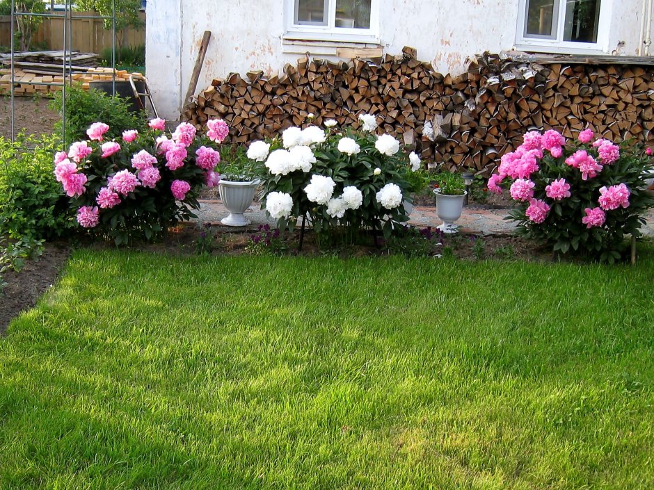 Клумба с гортензией