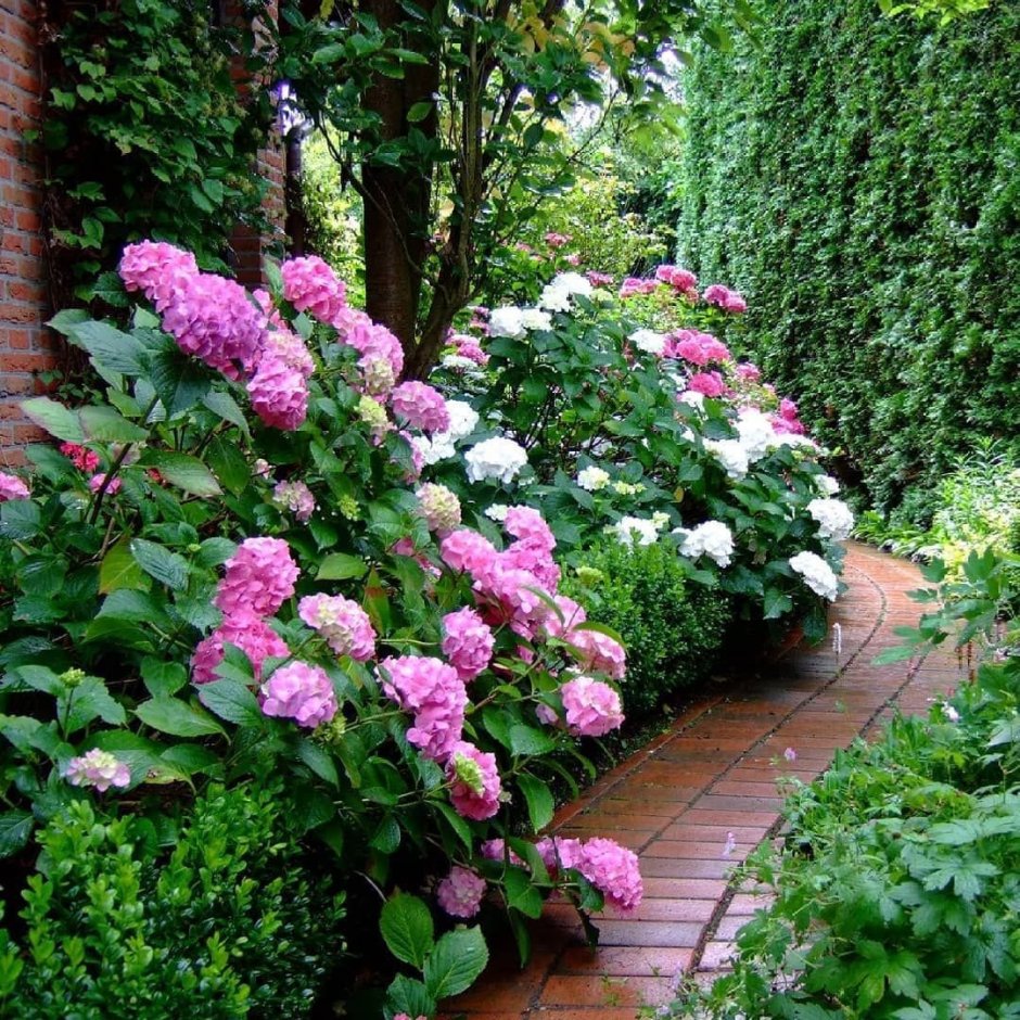 Гортензия сирень миксбордер