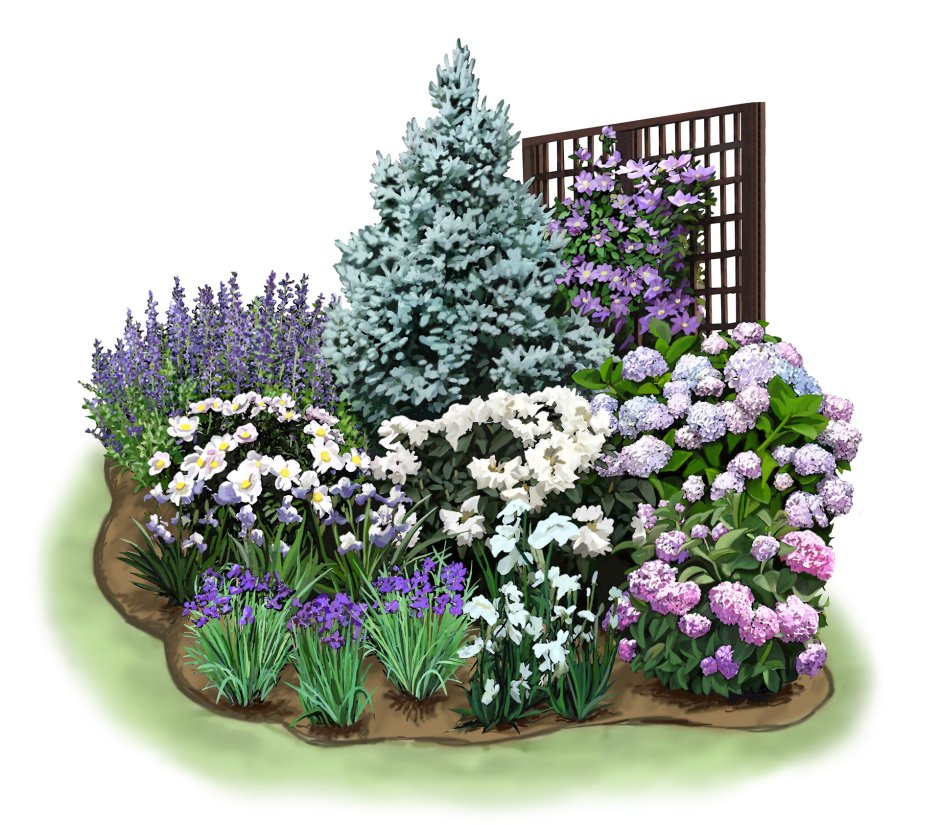 Астра Дженни миксбордере