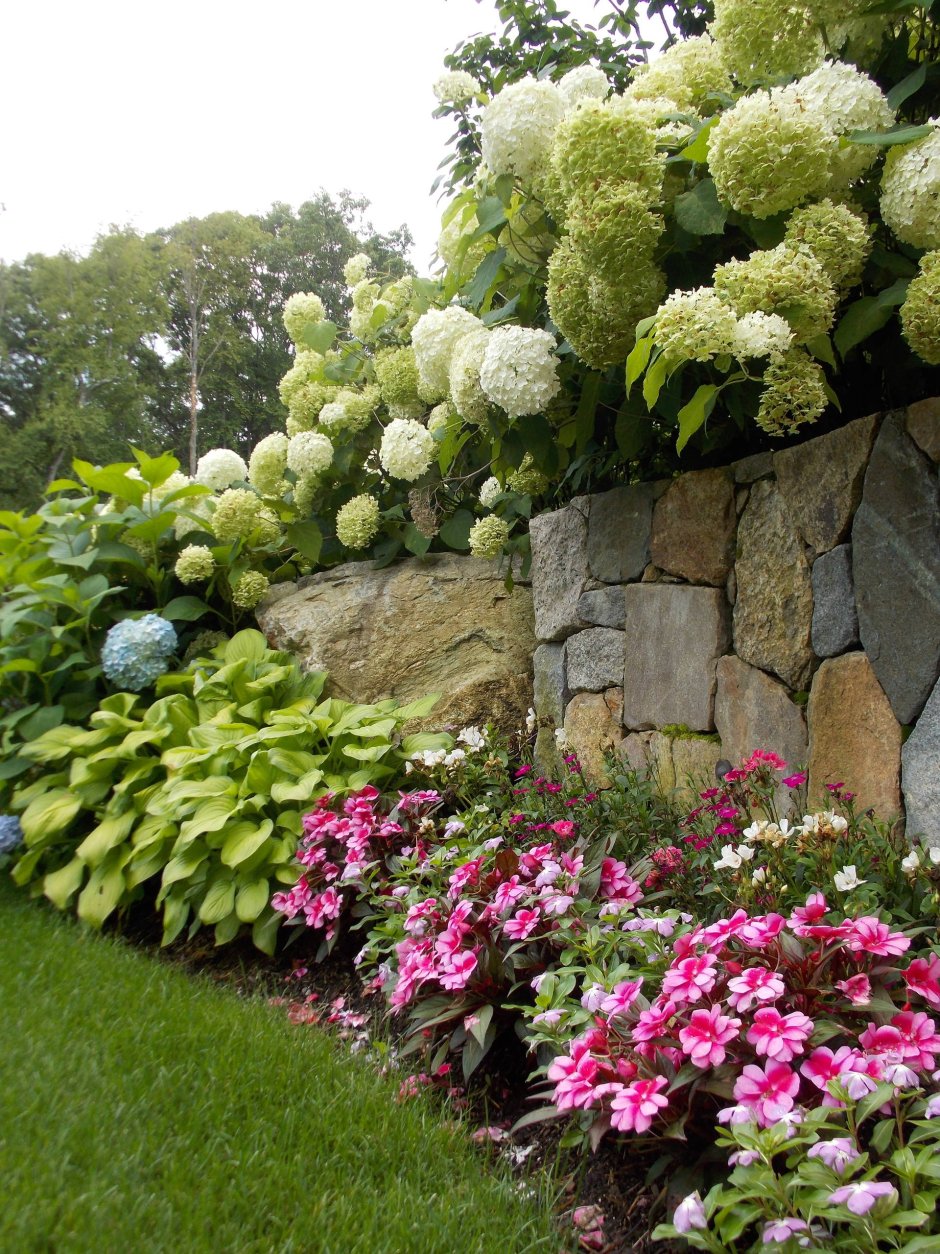 Гортензия крупнолистная в миксбордере