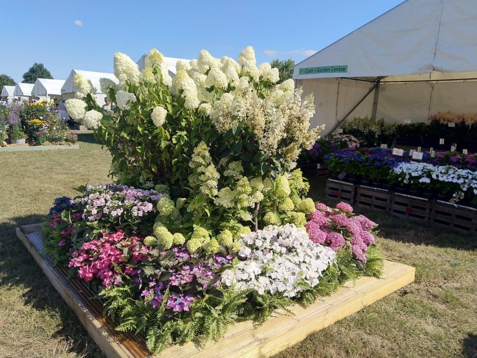 Гортензия метельчатая однолетник