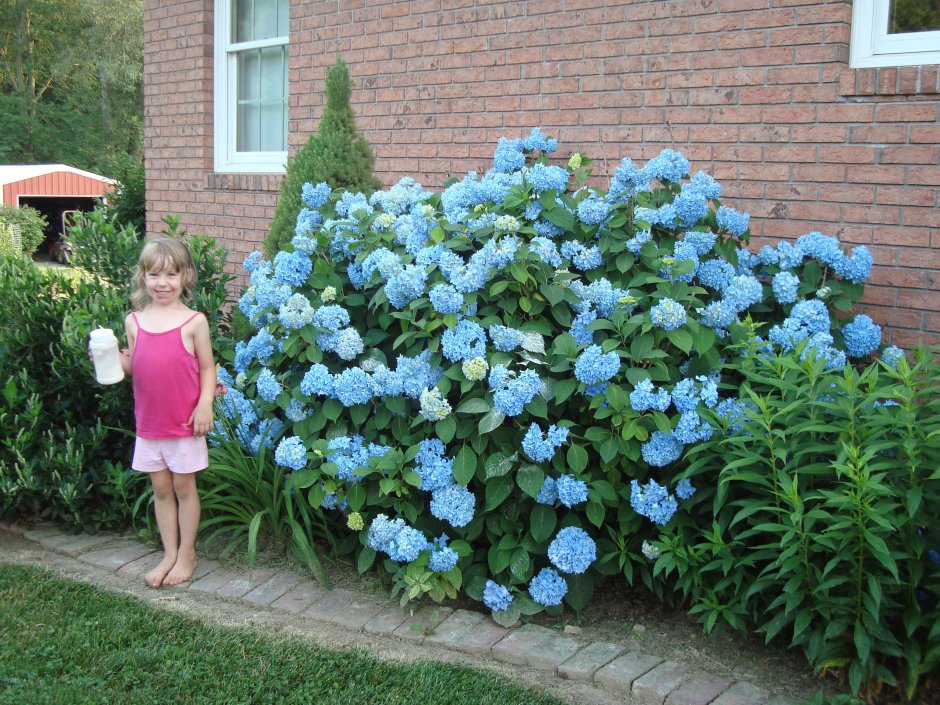 Гортензия метельчатая и ирисы