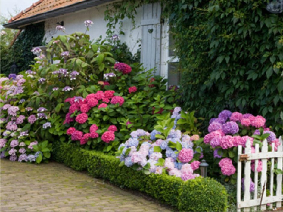 Клематисы с гортензиями