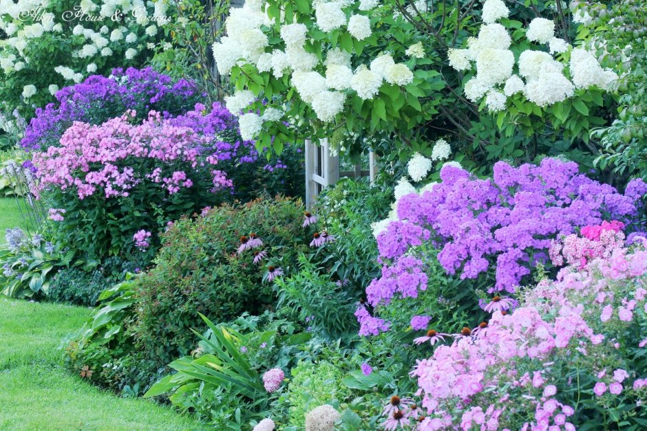 Хоста лилейник миксбордер