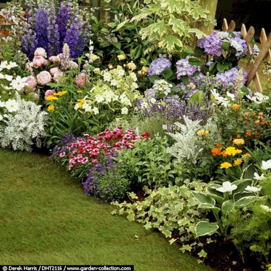 Гортензия Анабель в миксбордере