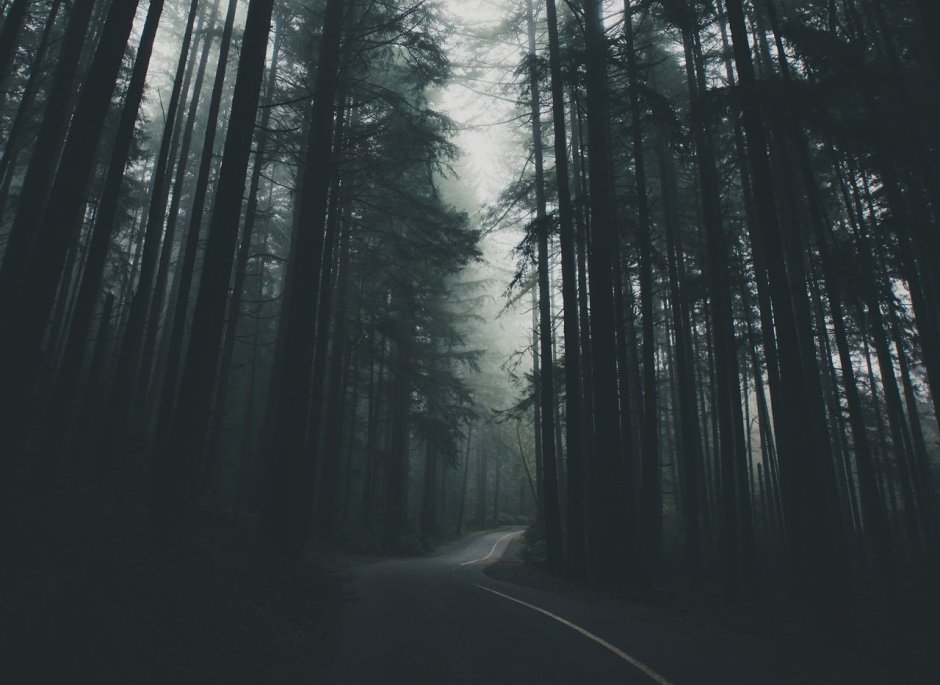 Темный лес Эстетика