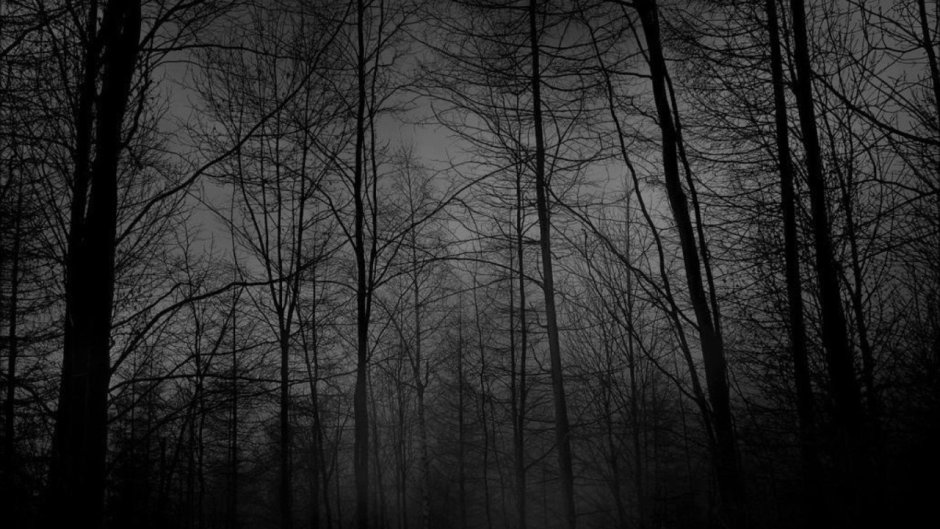 Темный лес фон