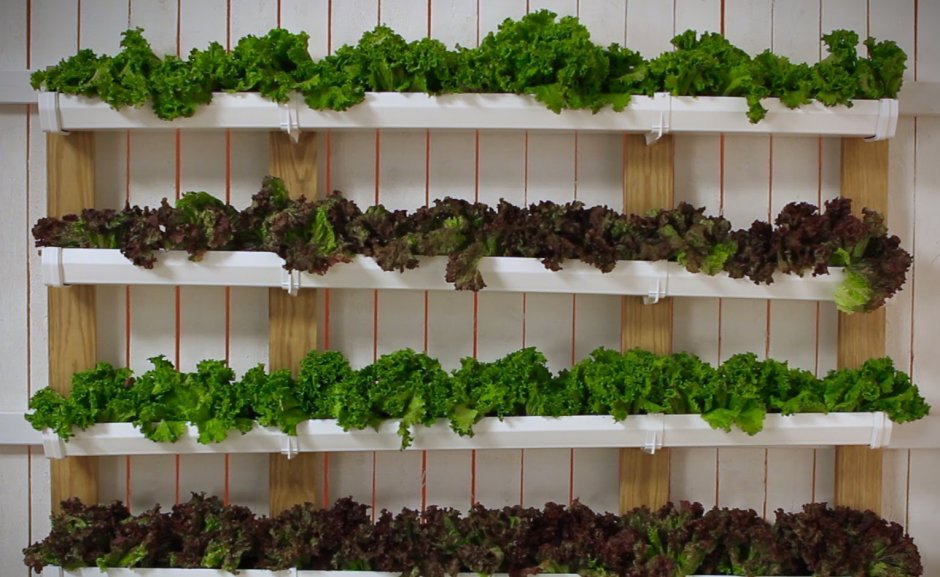 Фитостена клубника