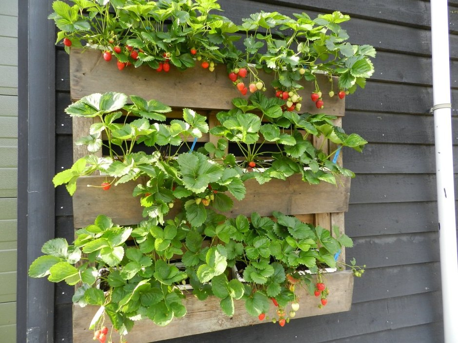 Вертикальные грядки для клубники