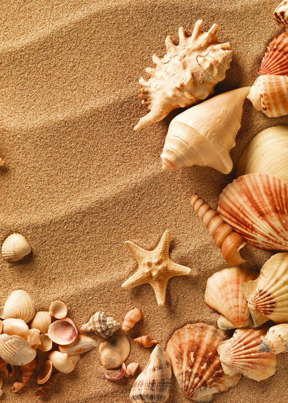 Ракушки морские