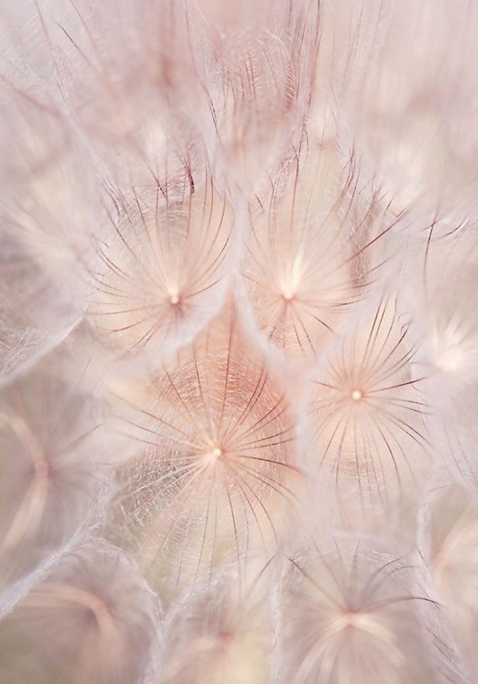 Фотообои в пастельных тонах