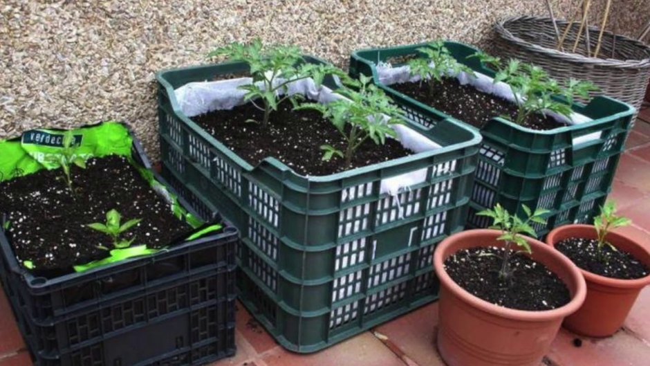 Грядки в пластиковых ящиках
