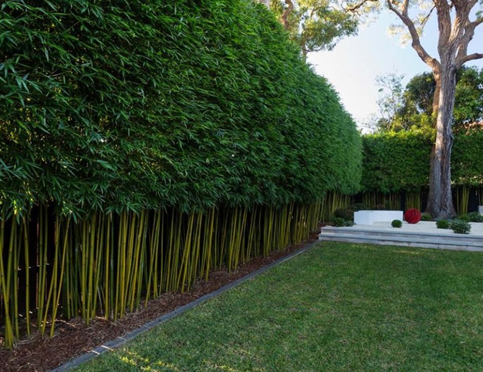 Бамбук карликовый Живая изгородь