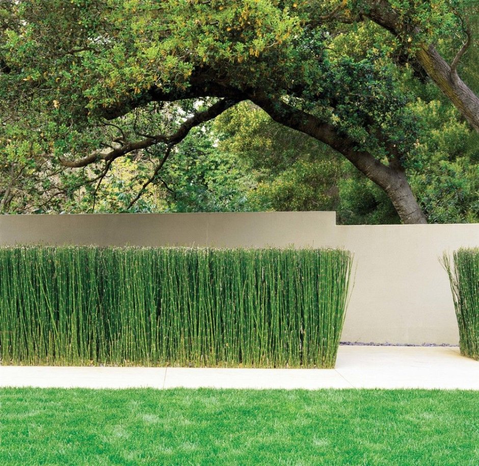 Бамбук в саду