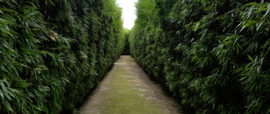 Фаргезия Муриэль для живой изгороди