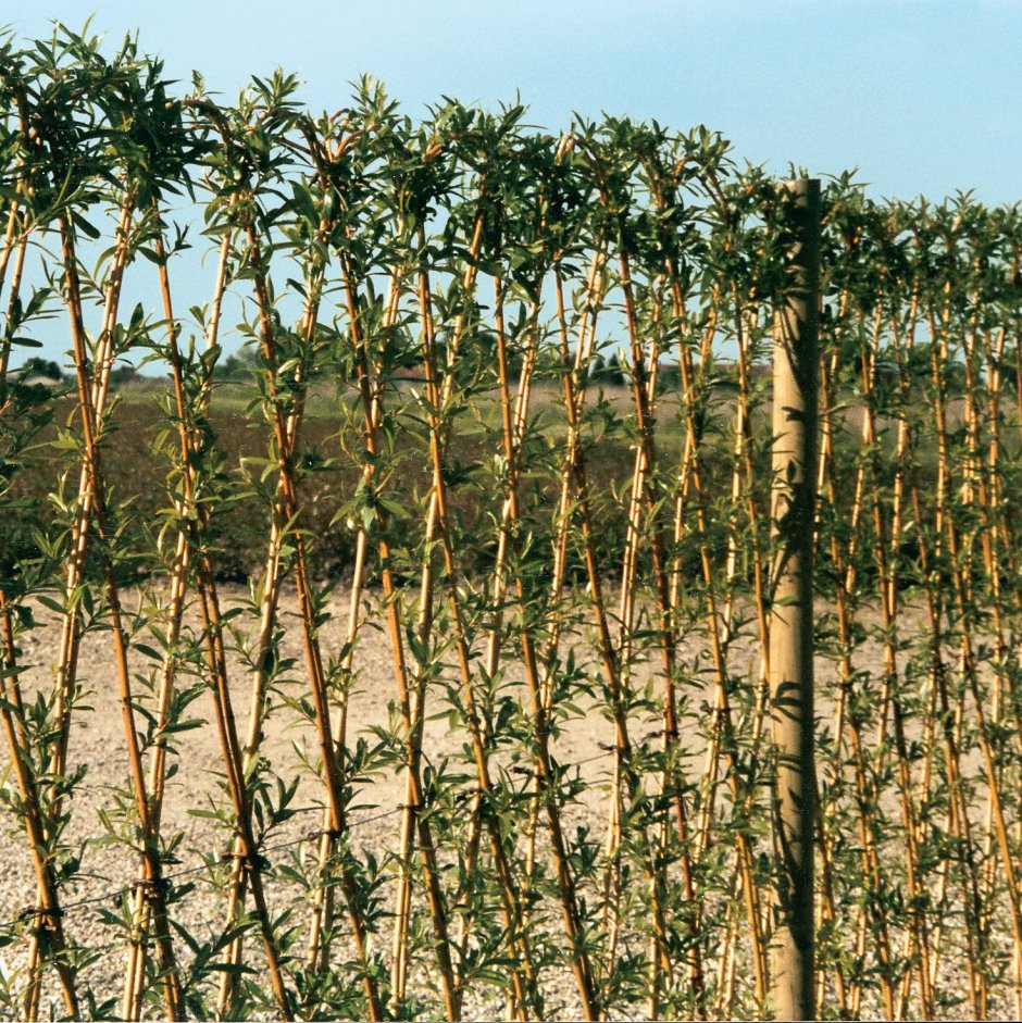 Живая изгородь из бамбука