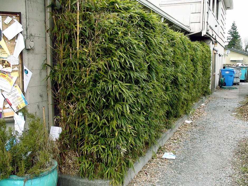 Бамбук Живая изгородь