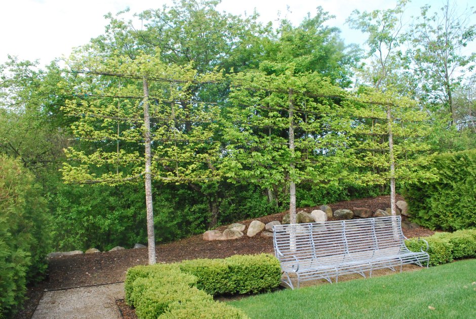 Phyllostachys aureosulcata