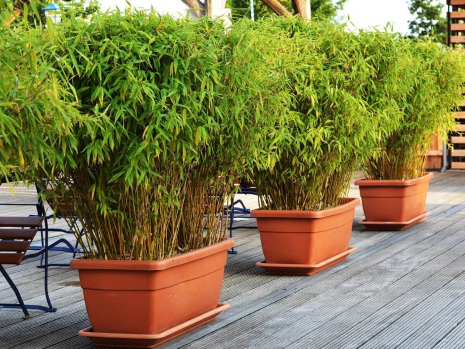 Бамбуковая изгородь