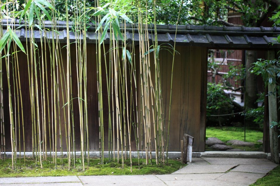 Хвощ зимующий