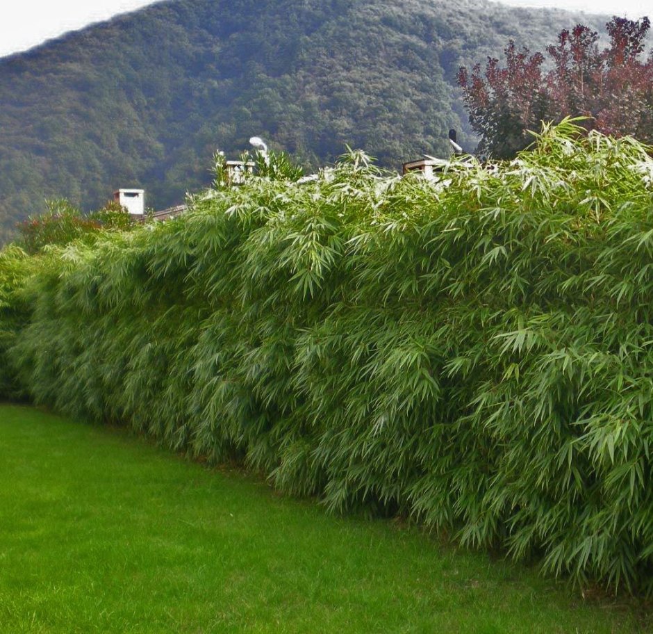 Бамбук вдоль забора